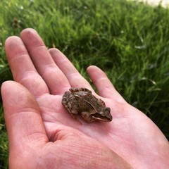 Tiny Brown Frog Resting on a Human Hand
