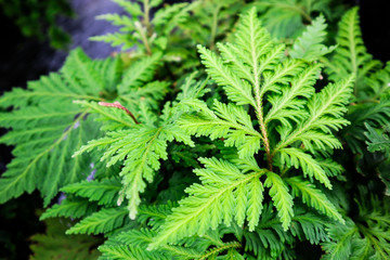 Fototapeta premium green leaves fern texture background.