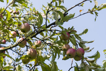 Reddish apples on a tree.