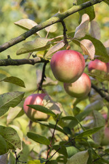 Reddish apples on a tree.