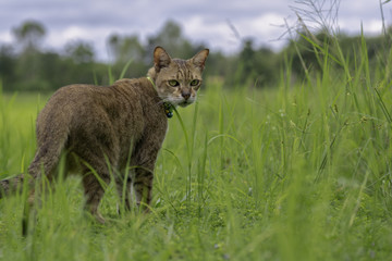 Obraz premium Cats stood in the meadow in the morning.