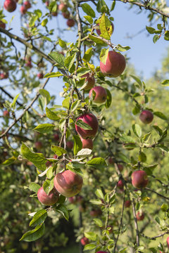 Reddish apples on a tree.
