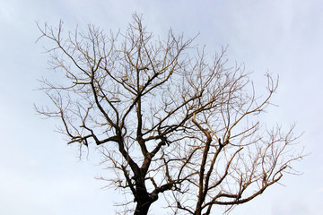 dead tree with beautiful sky background