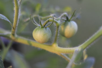 Tomato Garden