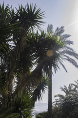 Fototapeta na wymiar Palm trees and blue sky