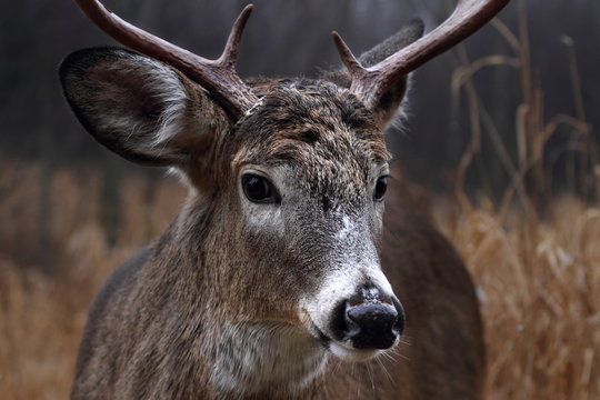 Fototapeta White-tailed deer buck closeup walking through the meadow during the autumn rut in Canada