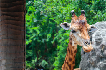 giraffe clouse up head