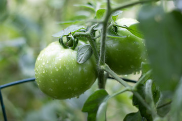 Tomato Garden