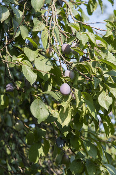 Ripe violet plums on a tree.
