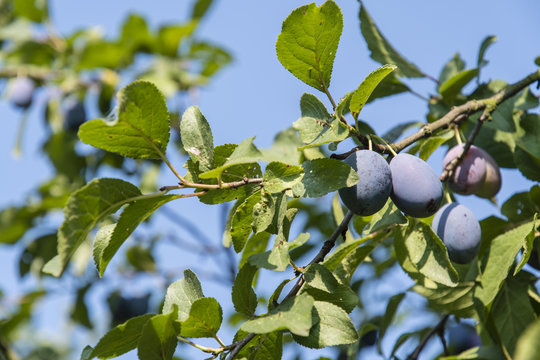 Ripe violet plums on a tree.