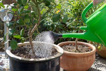 Green watering can using for irrigating plant in a flower pot in summer