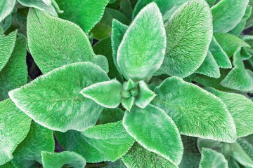 Green leaf background. Soft, fluffy Stahis leaves.