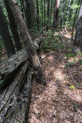 Fallen tree after a powerful lightning on the way to Kozya stena hut. The mountain in the central Balkan astonishes with its beauty, fresh air and magnetism.