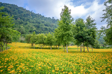 The Orange daylily(Tawny daylily) flower farm at chih-ke Mountain(chi ke shan) with blue sky and cloud, Hualian , Taiwan