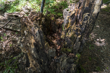 Trees with interesting shapes and formations on their stems and trunks on the way to Kozya stena hut. The mountain in the central Balkan astonishes with its beauty, fresh air and magnetism.