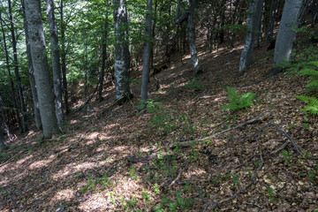 Trees with interesting shapes at the forest on the way to Kozya stena hut. The mountain in the central Balkan astonishes with its beauty, fresh air and magnetism.