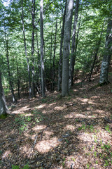 Trees with interesting shapes at the forest on the way to Kozya stena hut. The mountain in the central Balkan astonishes with its beauty, fresh air and magnetism.