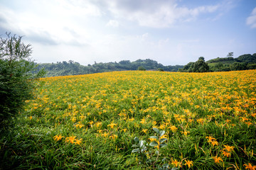 The Orange daylily(Tawny daylily) flower farm at chih-ke Mountain(chi ke shan) with blue sky and cloud, Hualian , Taiwan