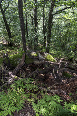 Trees with interesting shapes and formations on their stems and trunks on the way to Kozya stena hut. The mountain in the central Balkan astonishes with its beauty, fresh air and magnetism.