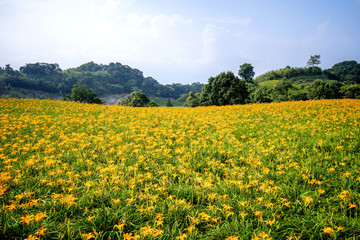 The Orange daylily(Tawny daylily) flower farm at chih-ke Mountain(chi ke shan) with blue sky and cloud, Hualian , Taiwan