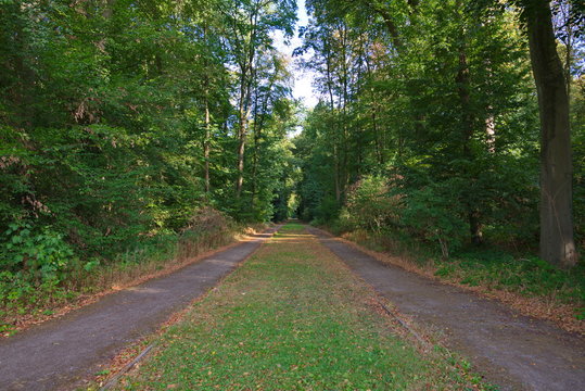 Landscape view of small parallel street and range of shrub and tree in the park. 