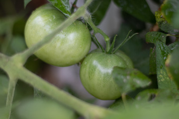 Tomato Garden