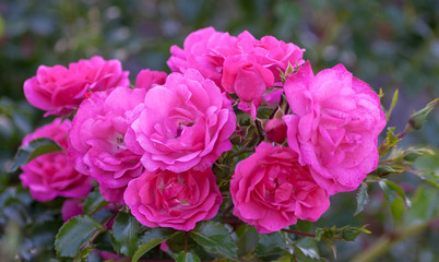 rose grade heidetraum,  semi-double, cup-shaped flowers of dense pink color, rose of deep pink color, 