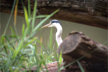 Graureiher auf der Pirsch