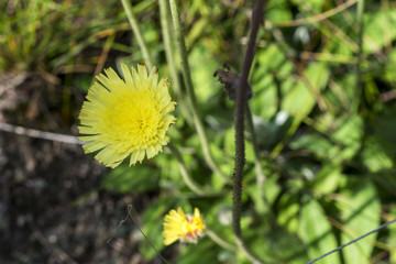 Incredibly beautiful yellow flowers in the forest along the way to the Eho hut. The mountain in the central Balkan astonishes with its beauty, fresh air and magnetism.
