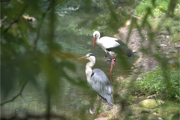 Weißstorch und Graureiher am Ufer