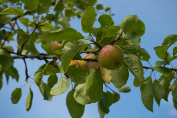 Äpfel am baum