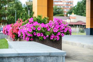 Fototapeta na wymiar Beautiful flowers in the open air. Designer wicker basket