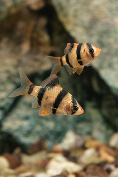 Puntius tetrazona - aquarium fish.