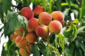 Ripe peach fruit
