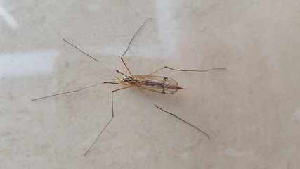 A mosquito