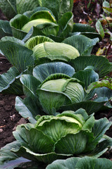 Heads of white cabbage on a garden site