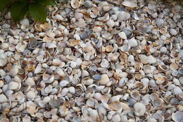 background sea beach