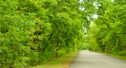 forest environment road nature beauty