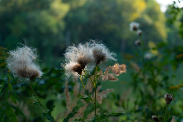 Blume auf einer Blumenwiese