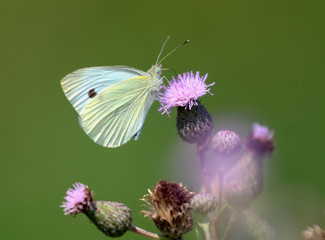 Pieris brassicae, the large white, also called cabbage butterfly, cabbage white, cabbage moth