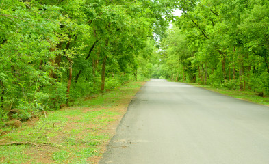 Fototapeta na wymiar forest environment road nature beauty