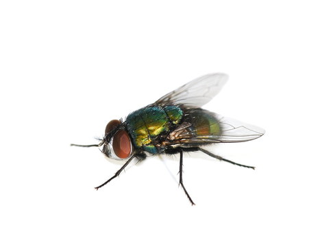 Common green bottle fly Lucilia sericata isolated on white background