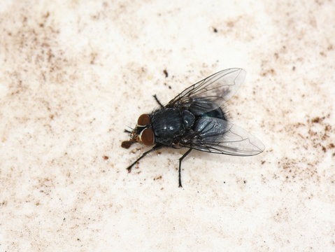 Black hairy fly sucking water on dirty surface