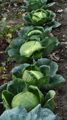 Heads of white cabbage on a garden site