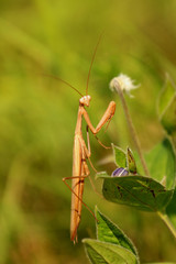 Mantil religiosa, praying mantis