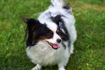 The dog lies in the meadow.