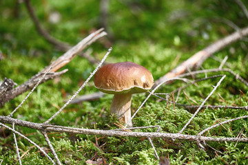 Borovik grows on a background of green moss. A white mushroom stands in the forest.