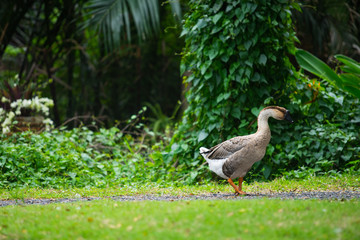 Goose standing on green grass.