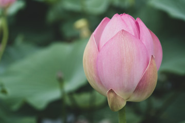 The beautiful bud of a pink lotus flower in a pond. Close-up.