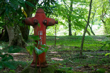 Hydrant in forets